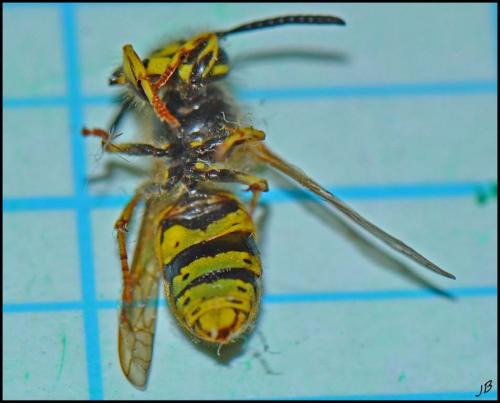 Vespula vulgaris